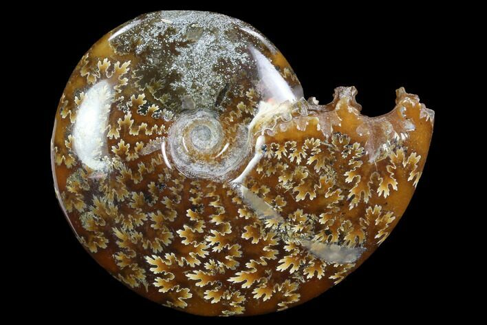 Polished, Agatized Ammonite (Cleoniceras) - Madagascar #97338